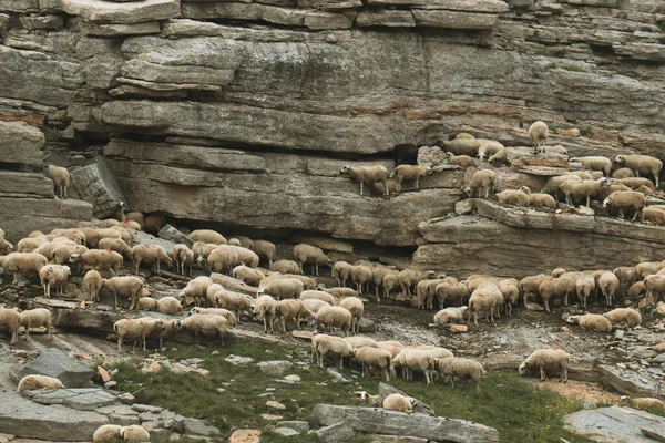 Grand Troupeau Moutons Caché Dans Des Grottes Rocheuses — Photo