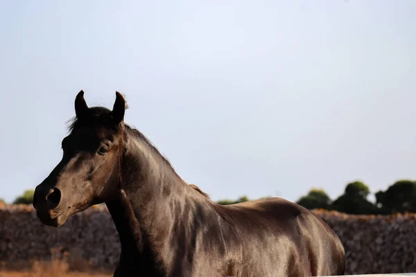 Beau Cheval Noir Profil — Photo