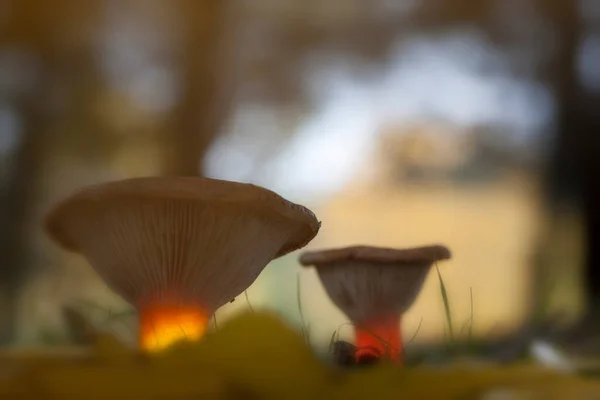 Clitocybe Geotropa Villanueva Alcorn Parque Natural Alto Tajo —  Fotos de Stock