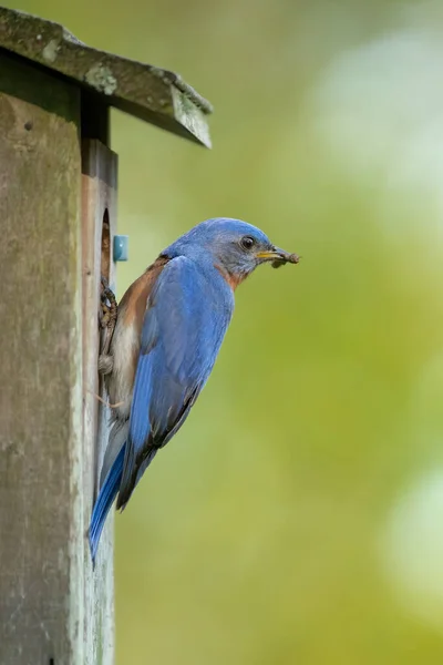 昆虫のいる東側の青い鳥が若者を養うために — ストック写真