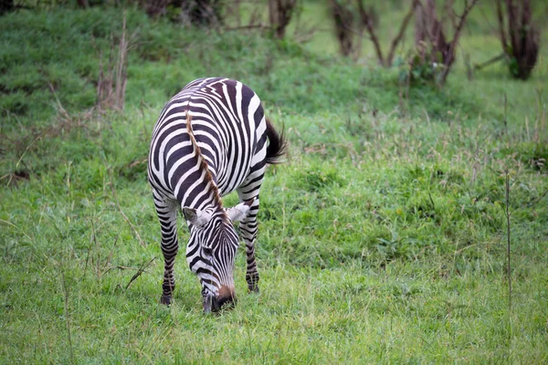 Zebry Środku Sawanny Kenii — Zdjęcie stockowe