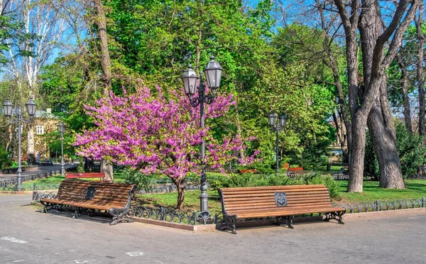 Odessa Oekraïne 2020 Voorjaar Bloeiende Bomen Stadstuin Van Odessa Oekraïne — Stockfoto