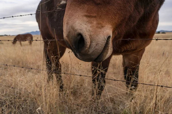 Лошади Рыло Близко Колючей Проволокой Далекой Лошади Сухой Луг — стоковое фото