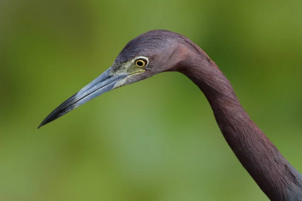 Sebuah Potret Dari Heron Biru Kecil Dia Menatap Tajam Menunggu — Stok Foto