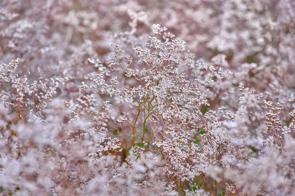 Pink Color Texture Blossom Grass Elton Lake Autumn Blossom — Stock Photo, Image