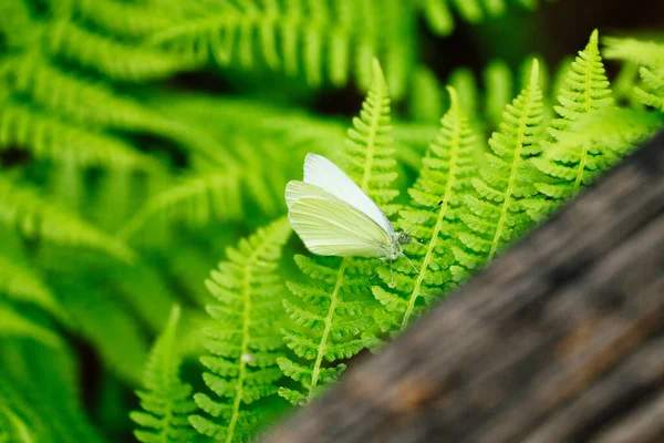 Vista Cerca Hermosa Mariposa — Foto de Stock