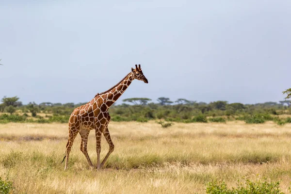 Giraff Går Genom Savannen Mellan Växterna — Stockfoto