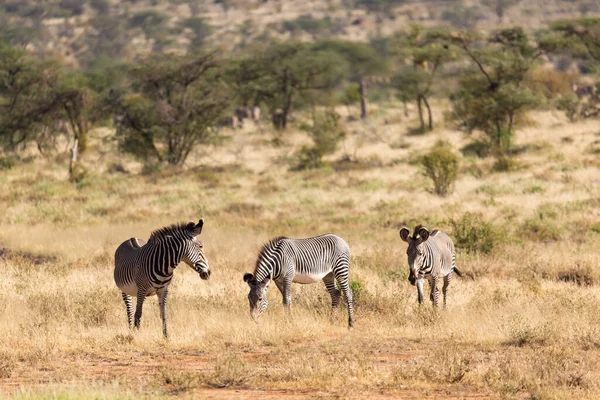Grande Rebanho Com Zebras Pastando Savana Quênia — Fotografia de Stock
