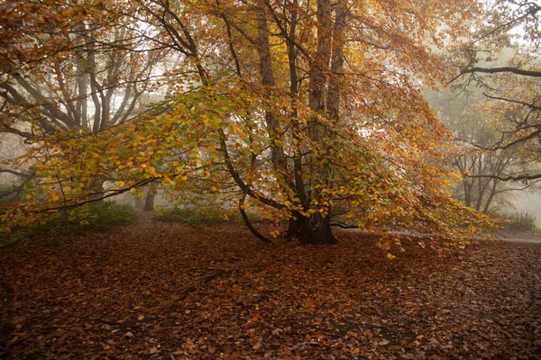 Naturskön Utsikt Över Naturlandskapet — Stockfoto