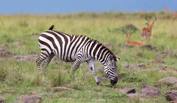 Famille Zebra Broute Dans Savane Proximité Autres Animaux — Photo