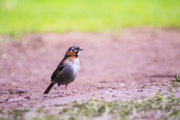 Female Rufous Collared Sparrow Walking Park — ストック写真