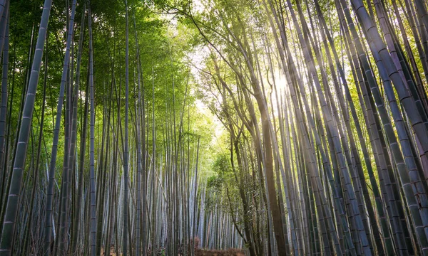 鸟山竹林是星光闪耀的地方 站在这些飞舞的竹杆中间就像在另一个世界里 它是最令人叹为观止的自然和文化奇观 非常适合欣赏美丽的风景 让自己沉浸在其中 — 图库照片