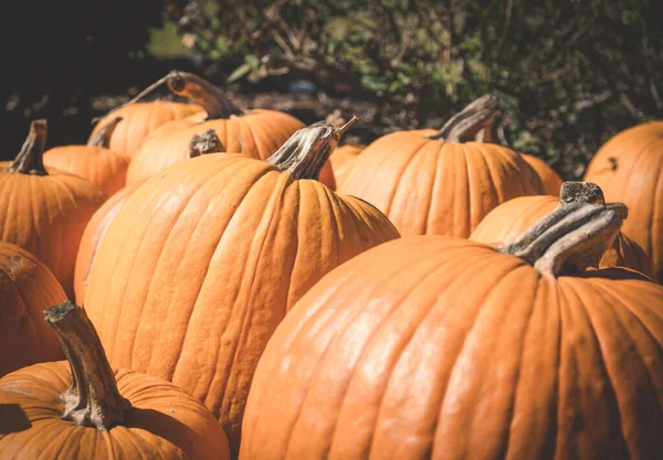 Ripe Pumpkins Farm Field — Stock Photo, Image