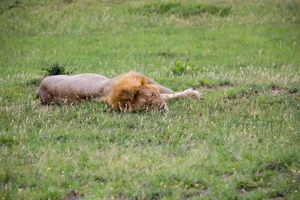 ケニアのサバンナの芝生には大きなライオンが1頭います — ストック写真