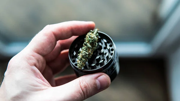 Kontrola Čerstvých Marihuanových Pupenů Mužských Rukou — Stock fotografie