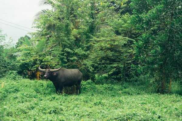 Buffalo Campo Verde Tailandia — Foto de Stock