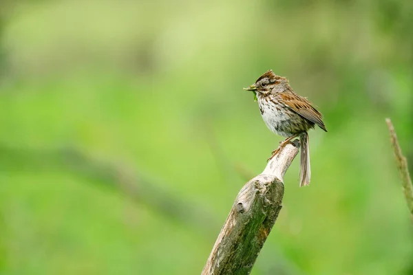 Vue Latérale Moineau Rassemblant Matériel Nidification — Photo