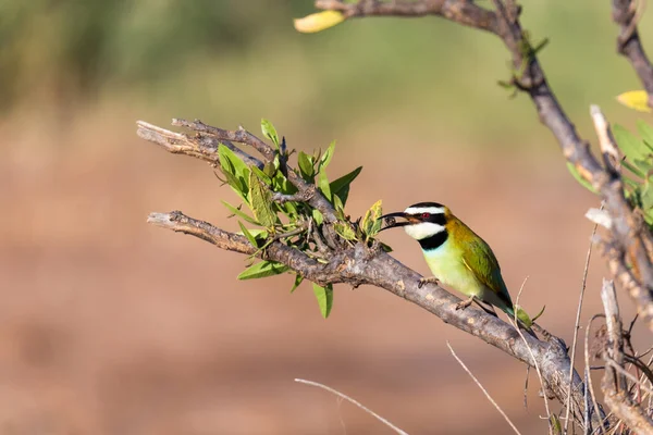 Yerel Kuş Kenya Bir Dalda Oturuyor — Stok fotoğraf