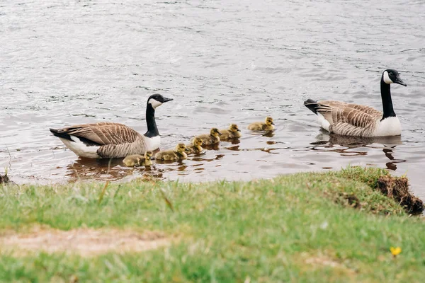 Geese Ducklings Swimming Line Together Bank — Stockfoto
