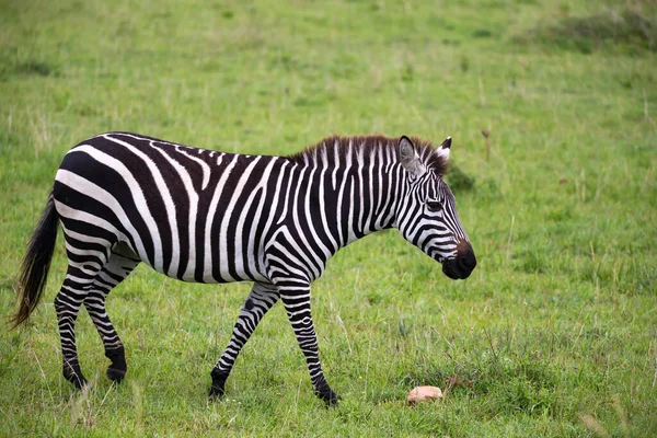 Some Zebras Middle Savannah Kenya — Stock Photo, Image