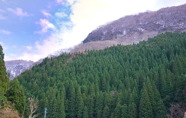 Thorny Pinnacles Shape Pine Tree Growth Mountain View Offers Astonishing — Stock Photo, Image