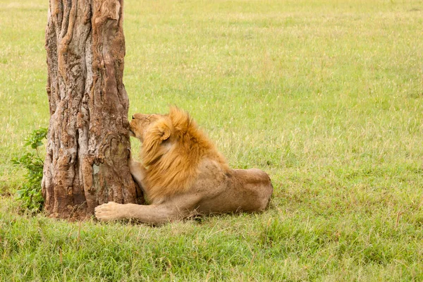 草原の草の中に大きなライオンが休んでいる — ストック写真