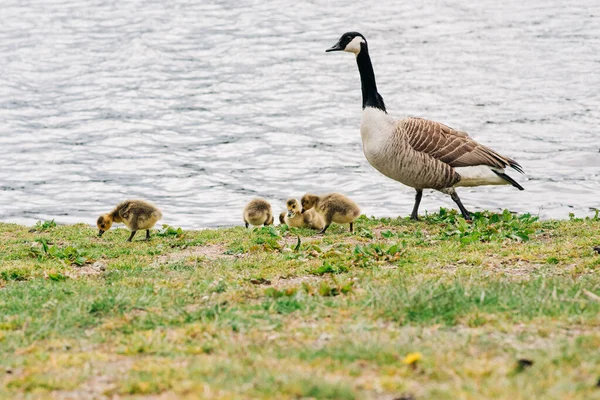 Geese Walking Grass Next Water Ducklings — Φωτογραφία Αρχείου