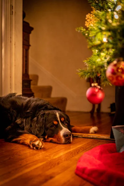 Bernese Mountain Dog Ležící Dřevěné Podlaze Poblíž Vánočního Stromku — Stock fotografie