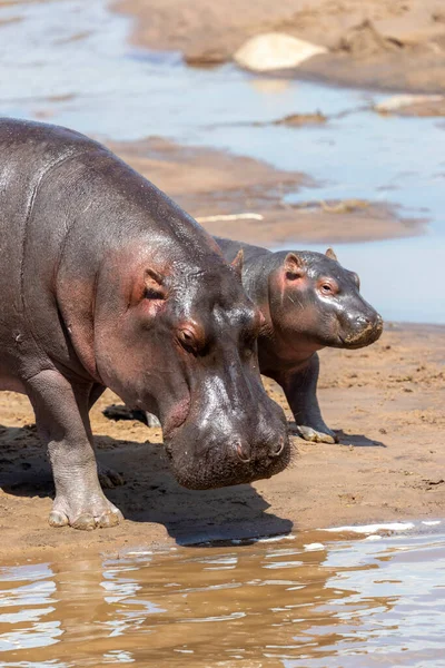 Ein Nilpferd Und Sein Kleiner Spaziergang Ufer Eines Flusses — Stockfoto