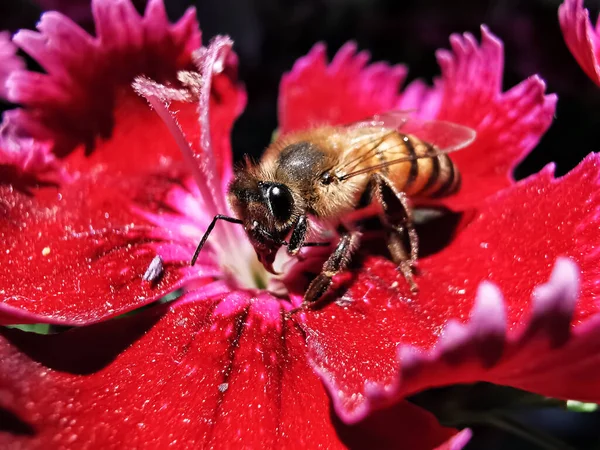 Zbliż Się Małej Pszczółki Kwiatku — Zdjęcie stockowe