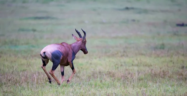 Antílope Topi Pastagem Savana Quênia — Fotografia de Stock