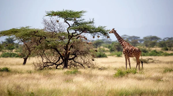 Somaliska Giraffer Äter Bladen Från Akacieträd — Stockfoto