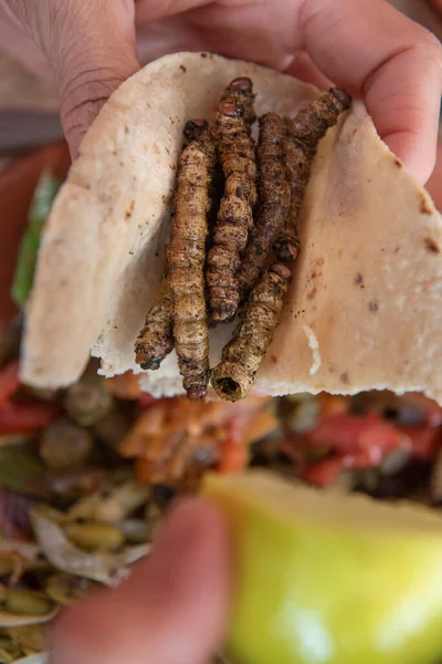 圣胡安拉亚一家当地餐馆的玉米饼中的烤蠕虫 — 图库照片