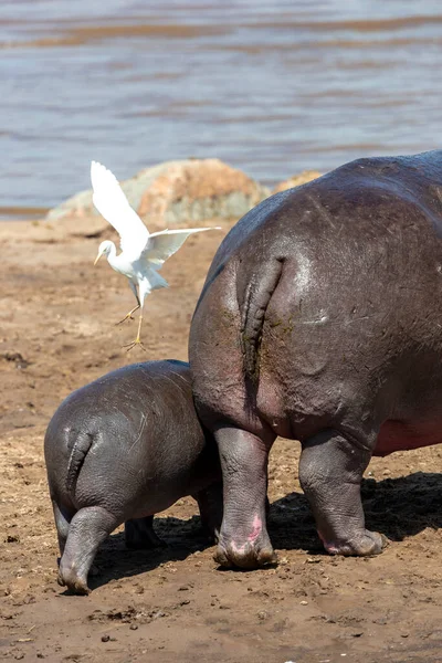 Ein Nilpferd Und Sein Kleiner Spaziergang Ufer Eines Flusses — Stockfoto