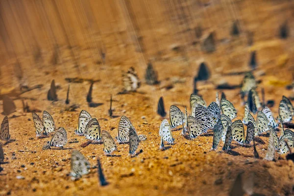 Borboletas Reserva Florestal Dzanga Sanha República Central Africana — Fotografia de Stock