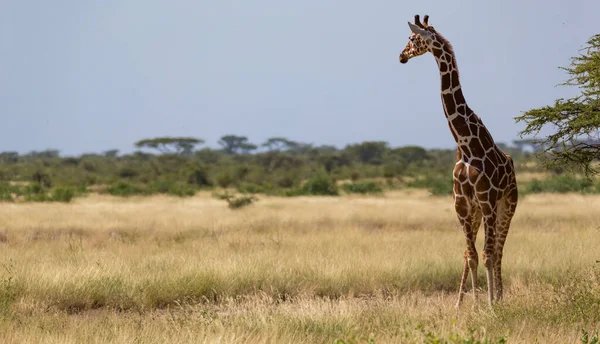 Жирафы Саванне Многими Деревьями Кустами Заднем Плане — стоковое фото