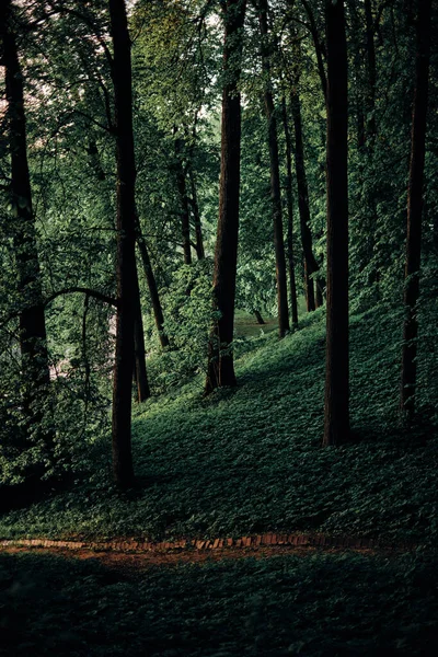 Ліс Красивими Деревами Мальовничий Вид — стокове фото