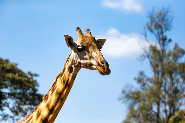 Primo Piano Della Testa Una Giraffa — Foto Stock