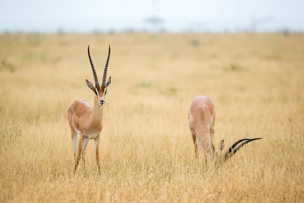 Антилопы Лугу Саванны Кении — стоковое фото