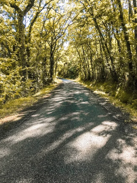 Estrada Com Sombras Formas Árvores Cercada Por Árvores — Fotografia de Stock