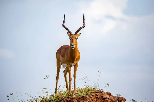 Hermoso Antílope Con Cuernos Grandes Está Pie Una Colina —  Fotos de Stock