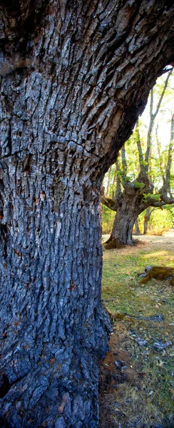 Quercus Robur Carvalho Comum Carvalho Carballo Cajiga Carvalho Cinza Puebla — Fotografia de Stock