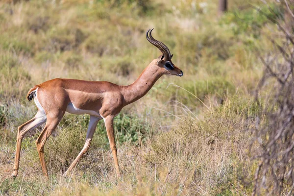 Antilope Nel Mezzo Della Savana Del Kenya — Foto Stock