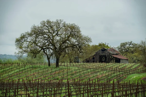 Granero Viñedo Norte California — Foto de Stock