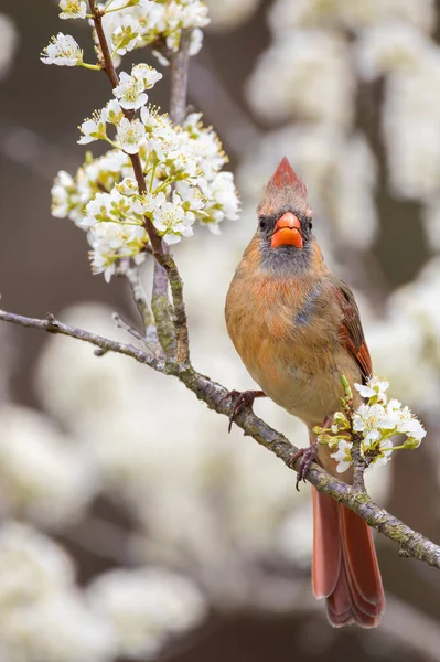 Northern Cardinal Perched Plum Tree — Stock Photo, Image