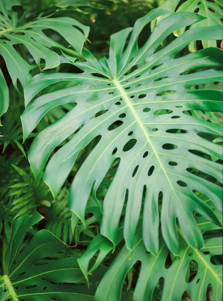 Monstera plant large leaves in tropical destination