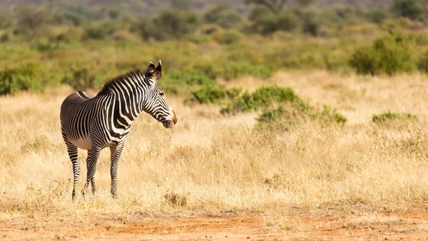 Grevy Zebra Está Pastando Campo Samburu Quênia — Fotografia de Stock