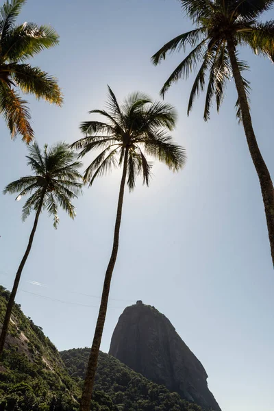 Beautiful View Sugar Loaf Mountain Palm Trees Rio Janeiro Brazil — Stock Photo, Image