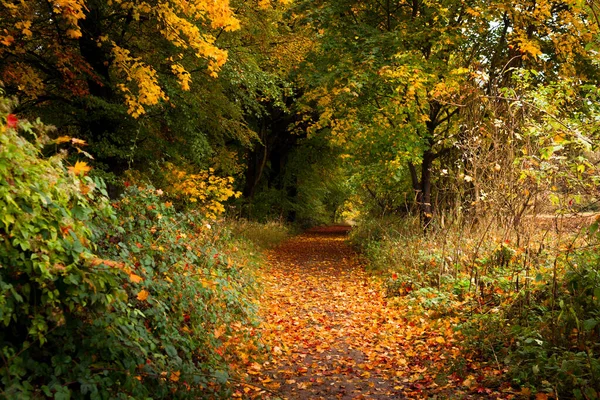 Leaf Covered Path Leading Picturesque Woodland Scene England — Stockfoto