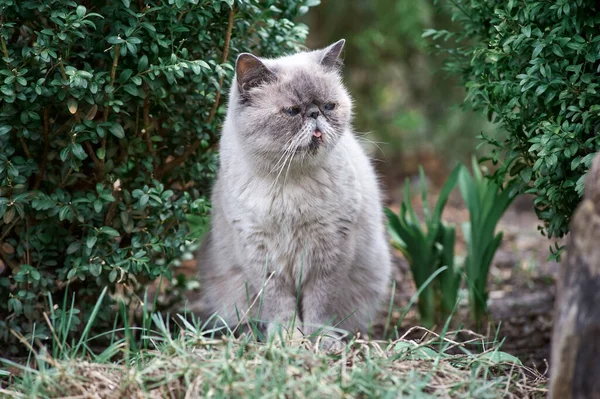 Vit Katt Exot Sitter Gröna Buskar Det Fria — Stockfoto